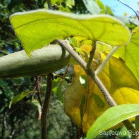 Gongronemopsis tenacissima (Roxb.) S.Reuss, Liede & Meve